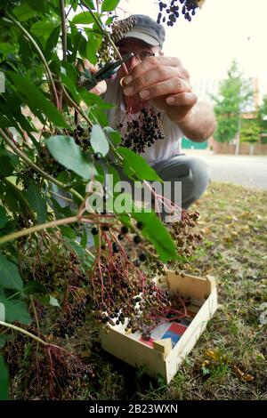 Uomo caucasico che raccoglie gli elderbersi Foto Stock