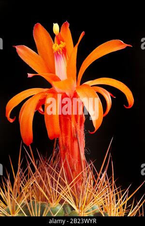 Piante. Primo piano di Oreocereus cactus fiore. Foto Stock