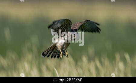 Hovering Young Kestrel in cerca di preda con un bel background defocused Foto Stock