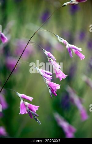 Dierama pulcherrimum,fiori viola,fiore,piante perenni,inarcamento,penzolante,appeso,a forma di campana,angeli canne da pesca,RM Floral Foto Stock