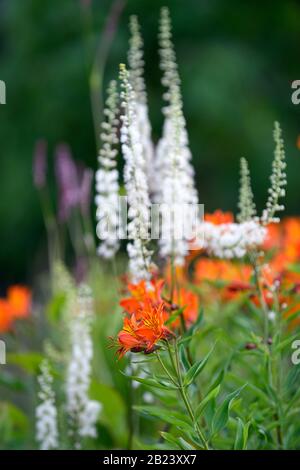 Alstroemeria arancio gloria,fiori d'arancio,Cimicifuga rubifolia Blickfang,Actaea rubifolia Blickfang,raceme bianco,fiore bianco,fiori,racemi,pennacchio,pu Foto Stock