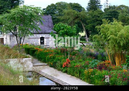 Giugno Blake's Garden,Wicklow,l'Irlanda,Giardino, giardini,perenne,piante perenni,phyllostachys aureosulcata aureocaulis,giallo bambù staminali,Golden Crookstem Ba Foto Stock