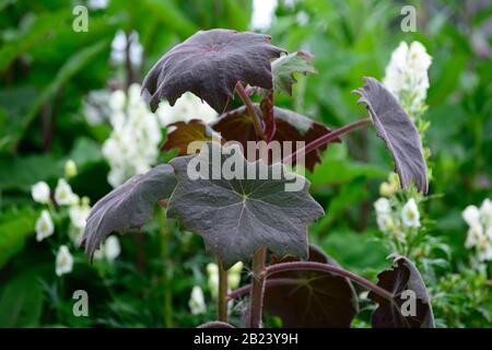 Senecio cristobalensis,Roldana petasitis,Rosso Leaved Velvet Senecio,foglia viola,foglie,fogliame,tenero perenni,RM Floral Foto Stock