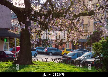 Uzhhorod, ucraina - 01 MAGGIO 2018: Albero di paulownia tomentosa in fiore, situato in Piazza Koriatovycha. Meraviglioso paesaggio urbano della città vecchia al tramonto i Foto Stock