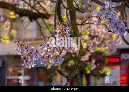 Uzhhorod, ucraina - 01 MAGGIO 2018: Albero tomentosa paulownia in fiore vicino, situato in Piazza Koriatovycha. Rami meravigliosi con fiori in frn Foto Stock