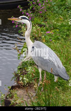 Airone grigio in piedi sulla riva del fiume Lee Foto Stock