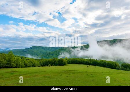 nuvole e nebbia che si innalzano sopra la foresta di faggio. mattina scenario di montagna dei carpazi in primavera. erba verde sul prato in primo piano Foto Stock