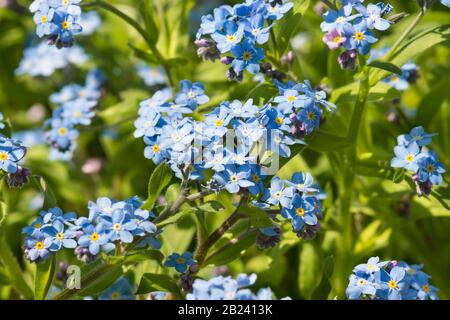 Delicati fiori blu del giardino alpino "Forget-me-not" (lat. (Myosotis ibrida, eng. Forget-Me-Not) nel letto di fiori nel giardino di primavera Foto Stock