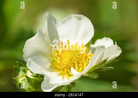 Fiori di fragole, ananas o Fragole, o Grandi Fragole (lat. Fragaria × ananassa) è una pianta erbacea perenne del genere di t. Foto Stock