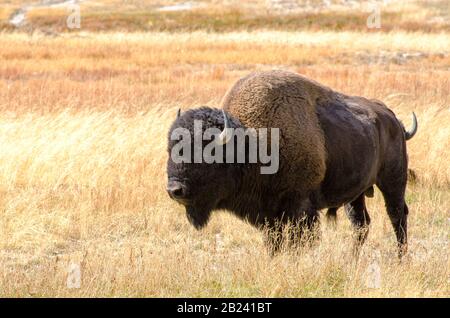 Bison nel prato di Fountain Flat Drive a Yellowstone Foto Stock