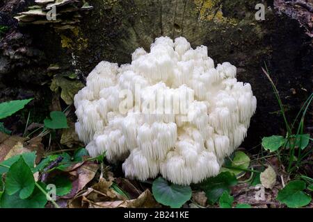 Coral Hedgehog Fungus, Hericium coralloides, Growing ion un ceppo decadente in Wayne County, Pennsylvania Foto Stock
