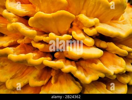 Brodo Di Pollo O Zolfo Fungus Foto Stock