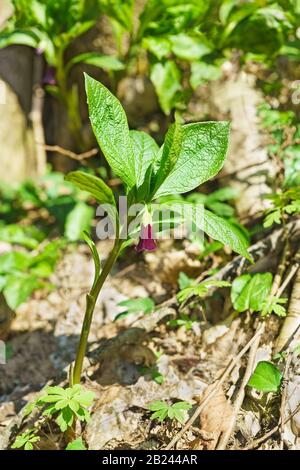 Fioritura scope carniolica (caucasica) nella foresta decidua primaverile Foto Stock