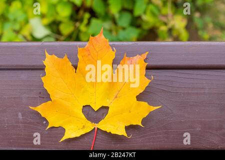 Fall in amore foto metafora. Foglia di acero giallo rosso con foro a forma di cuore si trova su sfondo di legno scuro.Hello ottobre.concetto di stagione autunnale. Spazio di copia Foto Stock