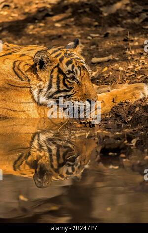 Tiger (Panthera tigris tigris), riposo, raffreddamento in un buco d'acqua, riflessione in acqua, Ranthambore National Park, Rajasthan, India Foto Stock
