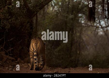 Tiger (Panthera tigris tigris) a piedi su una pista forestale nelle foreste scure e secche, Ranthambore National Park, Rajasthan, Inida Foto Stock