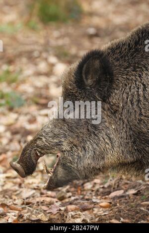 Cinghiale (Sus scrofa) Boar a bocca aperta, ritratto, vista laterale, Allgaeu, Baviera, Germania Foto Stock