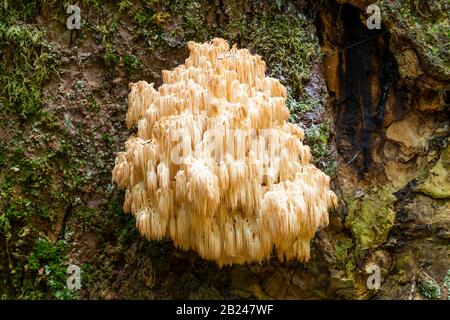 Hericium flagellum (Hericium flagellum) al abete europeo (Abies alba), Parco Nazionale della Foresta Bavarese, Baviera, Germania Foto Stock