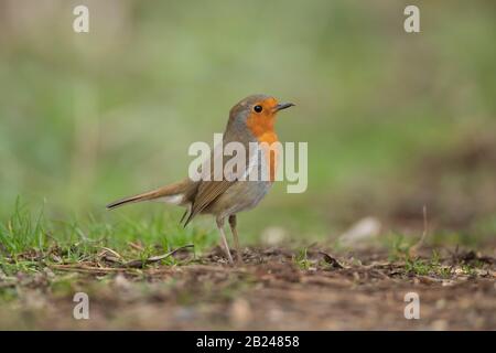 European robin (Erithacus rubecula), uccello adulto alla ricerca di cibo, Suffolk, Inghilterra, Regno Unito Foto Stock