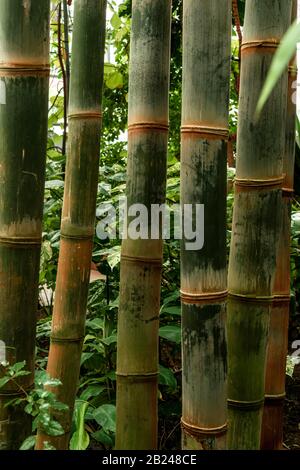 Bamboo (Bambusoideae), Giardino Botanico, Dahlem, Berlino, Germania Foto Stock