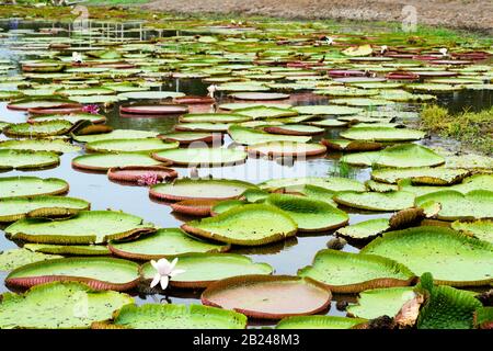 Molte piante di giglio di acqua, nome scientifico Victoria, con alcuni fiori che galleggiano sulla superficie di un'acqua di stagno in Brasile Foto Stock