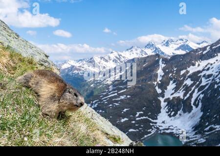 Marmott (Marmota marmota) di fronte al paesaggio montano, il Parco Nazionale degli alti Tauri, la Carinzia, l'Austria Foto Stock