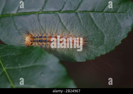 Bruco di gitana (Lymantria dispar), Toscana, Italia Foto Stock