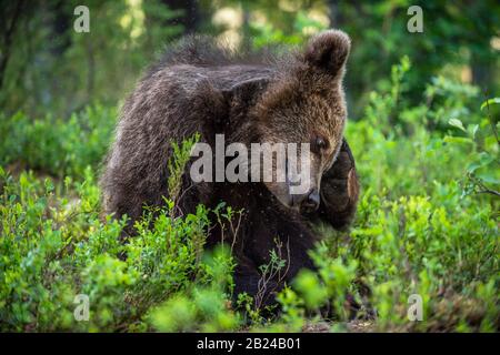 L'orso cub itched. Cucciolo di orso bruno sedersi nella pineta estiva. Habitat naturale. Nome scientifico: Ursus arctos. Foto Stock