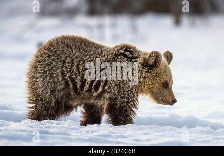 Orso cub camminare sulla neve nella foresta invernale. Habitat naturale. Orso bruno, Nome scientifico: Ursus Arctos Arctos. Foto Stock