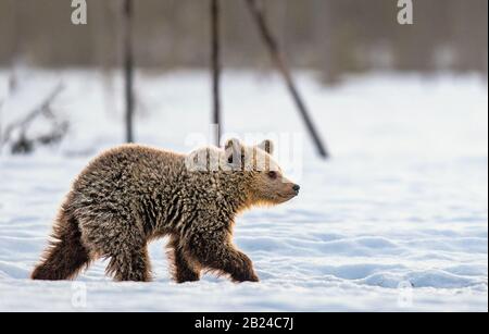 Orso cub camminare sulla neve nella foresta invernale. Habitat naturale. Orso bruno, Nome scientifico: Ursus Arctos Arctos. Foto Stock