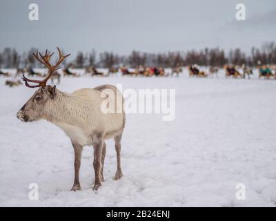 Ritratto di una renna con enormi corna con slitta trainata dalla renna sullo sfondo nel villaggio di Saami vicino a Tromso, Nord Foto Stock