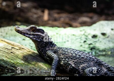Cuvier'S Dwarf Caiman (Paleosuchus Palpebrosus), Parc Zoologique De Paris (Zoo Di Parigi), Parigi, Francia Foto Stock