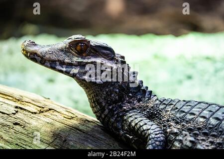 Cuvier'S Dwarf Caiman (Paleosuchus Palpebrosus), Parc Zoologique De Paris (Zoo Di Parigi), Parigi, Francia Foto Stock