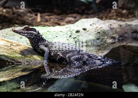Cuvier'S Dwarf Caiman (Paleosuchus Palpebrosus), Parc Zoologique De Paris (Zoo Di Parigi), Parigi, Francia Foto Stock