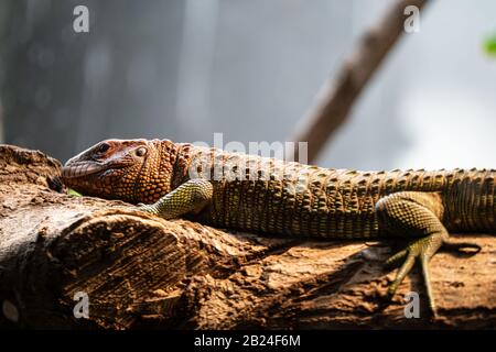 Caiman lizard settentrionale (Dracaena guianensis), Parc Zoologique de Paris (Zoo di Parigi), Parigi, Francia Foto Stock