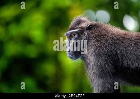 Il Celebes macaque satinato. Primo piano verticale, vista laterale, sfondo verde naturale. Macaco nero crestato, macaco crestato Sulawesi, o la ape nera Foto Stock