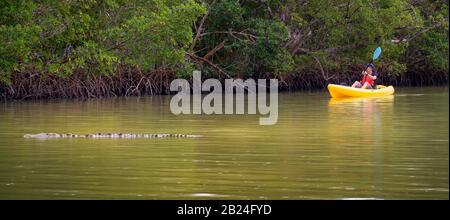 Un grande coccodrillo americano nuota davanti ad un kayak nel Parco Nazionale delle Everglades. Foto Stock