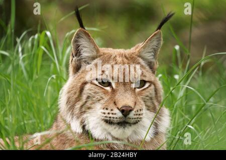 Primo piano verticale di una lince. Foto Stock