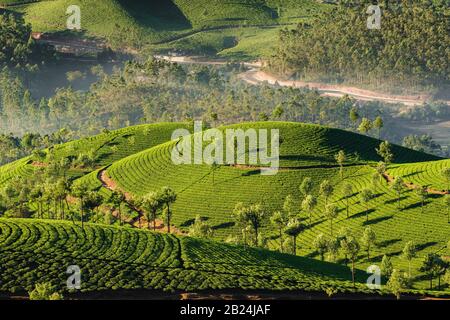 Le piantagioni di tè in Munnar Kerala, India Foto Stock