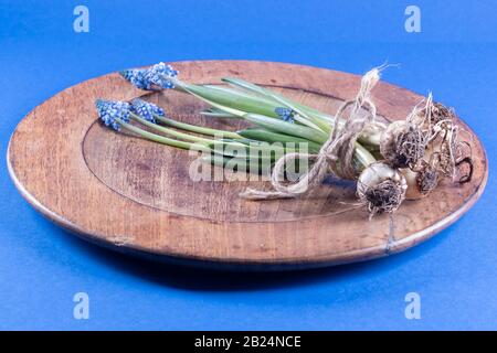 Giacinti di uva su una superficie di legno, tavola blu. Foto Stock