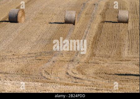 Wilstone Reservoir, Hertfordshire Foto Stock