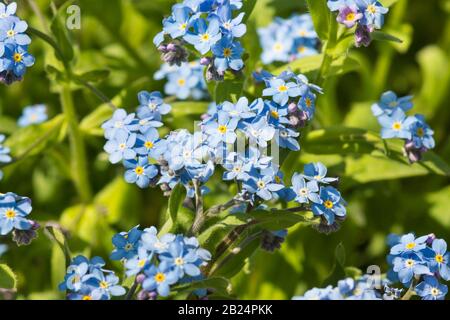 Delicati fiori blu del giardino alpino "Forget-me-not" (lat. (Myosotis ibrida, eng. Forget-Me-Not) con un centro bianco e giallo nel letto di fiori Foto Stock