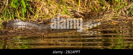 Caiman Lungo Foto Stock