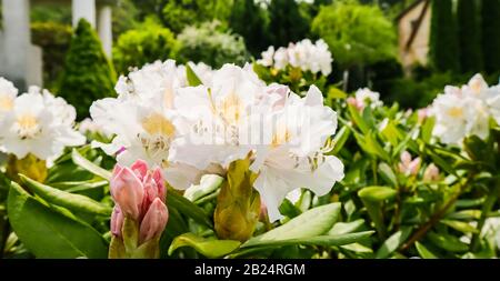 Fiorire bella Rhododendron fiore 'Cunningham bianco' nel giardino di primavera Foto Stock
