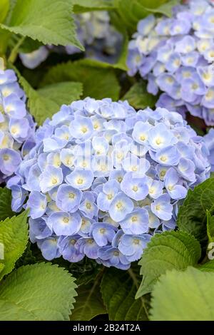 Garten-Hortensie (Hydrangea macrophylla FOREVER & mai® Blue) Foto Stock