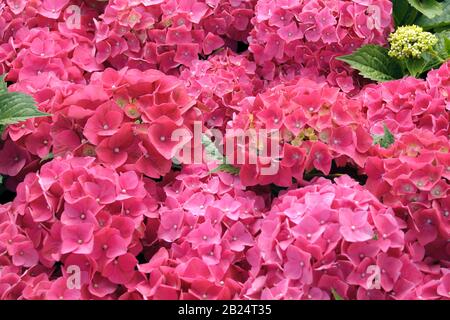 Garten-Hortensie (Hydrangea macrophylla 'Leuchtfeuer') Foto Stock