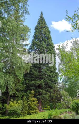 Bergmammutbaum (Sequoiadendron giganteum) Foto Stock
