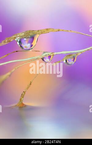 Un ritratto di macro arte di una lama di erba con qualche goccia d'acqua su di essa che tocca la superficie di un po 'd'acqua. All'interno delle goccioline si trova il riflesso o Foto Stock