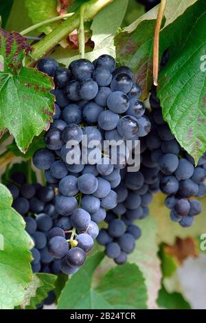 Vitis vinifera "Venus" Foto Stock