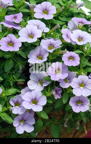 Zaubergloeckchen (Calibrachoa celebrazione 'Silver Blue') Foto Stock